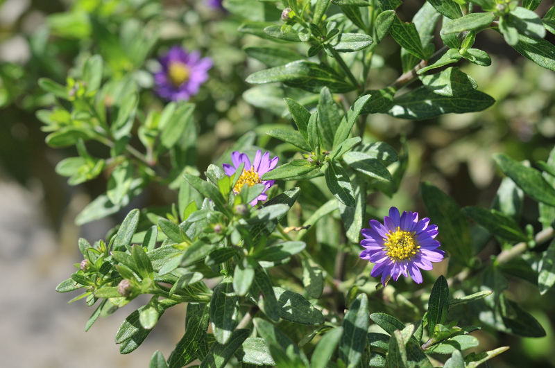 エゾノコンギクの花です
