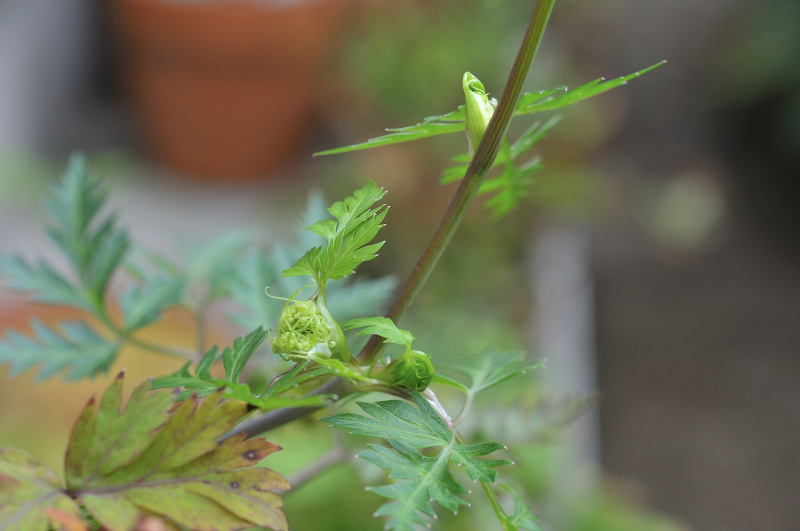 ミヤマセンキュウの花芽です