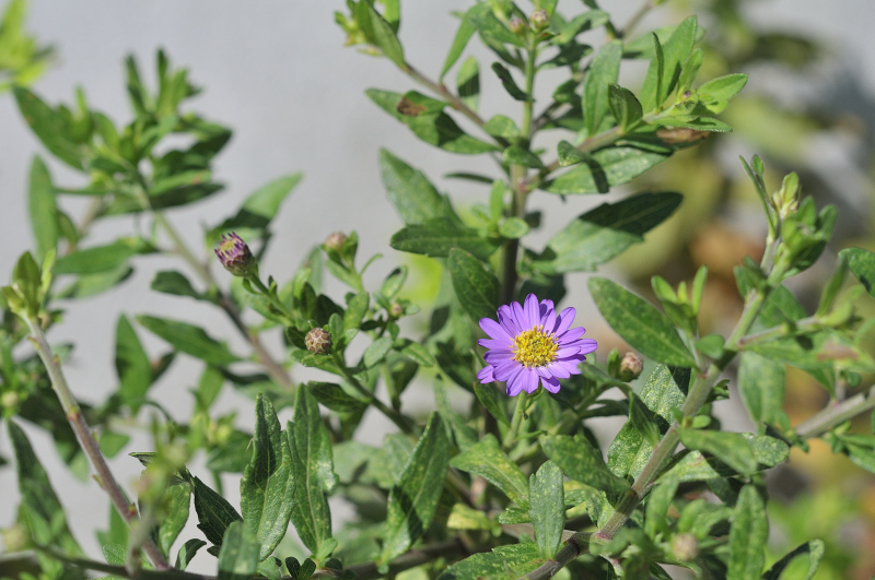 エゾノコンギクの花です