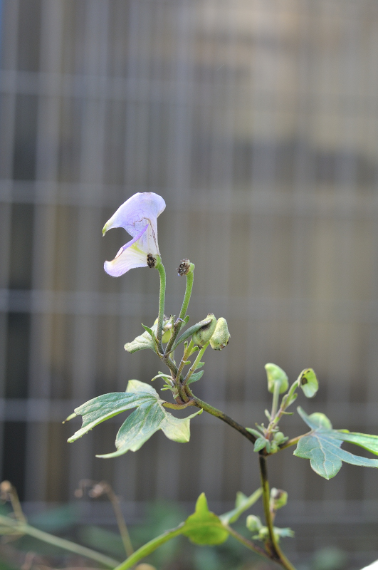 ダイセツトリカブトの花です