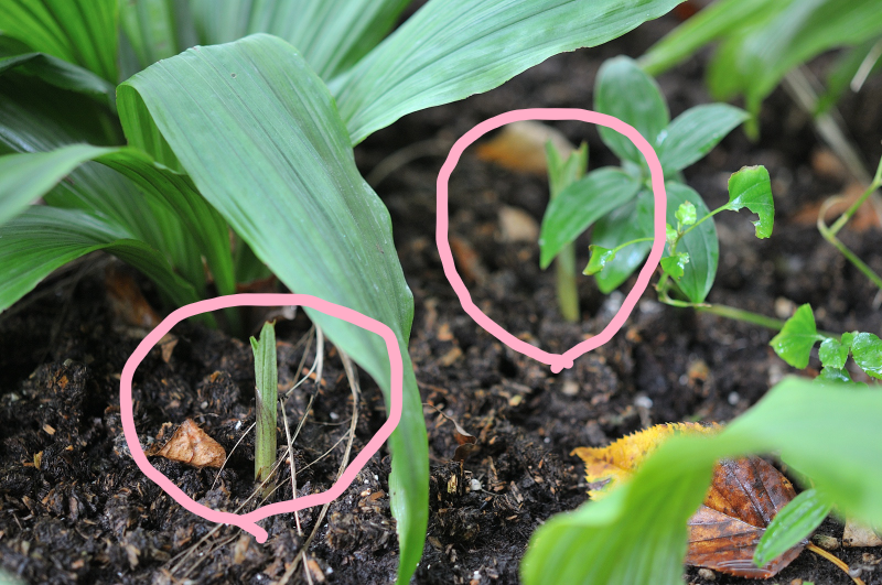 トケンランの新芽です