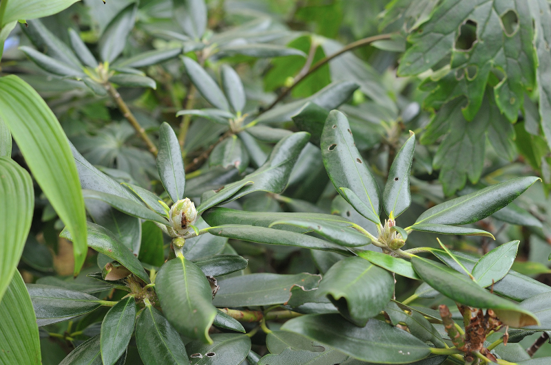 オキシャクナゲの花芽です