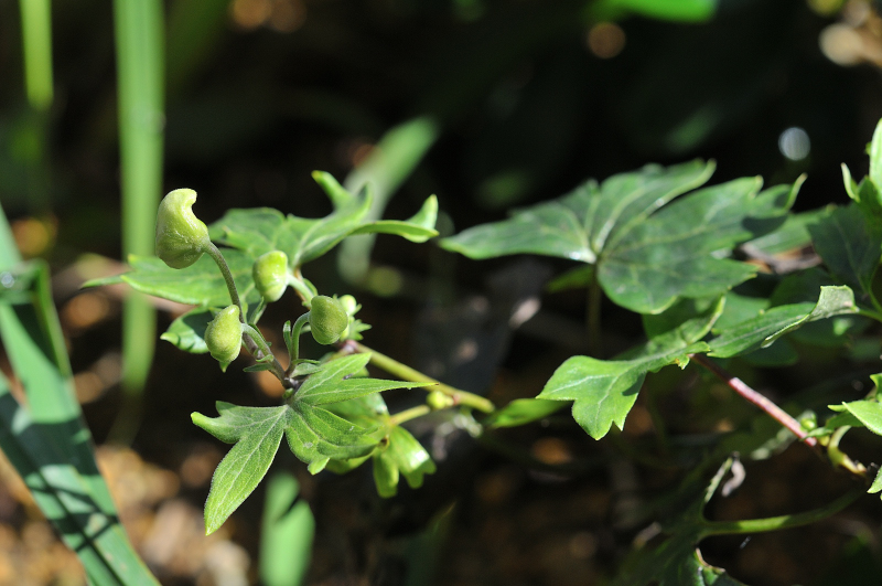 ダイセツトリカブトのつぼみです