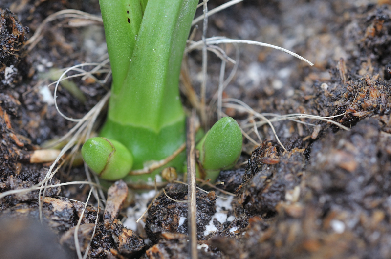 ニオイエビネ（御蔵桜丸）の新芽です