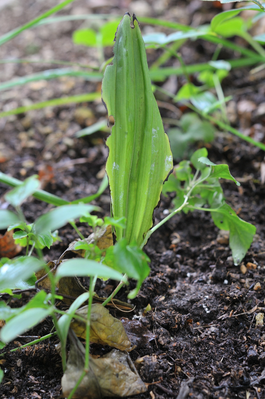 藻岩蘭の葉っぱです