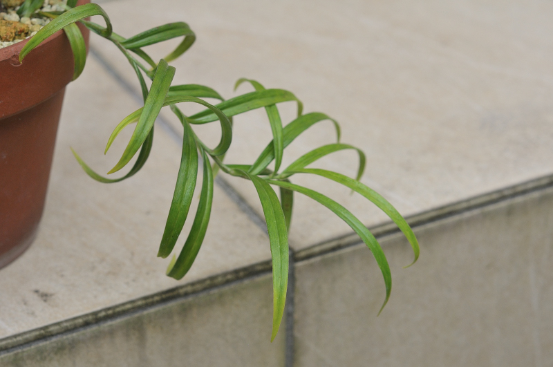 ミヤマスカシユリの葉っぱです