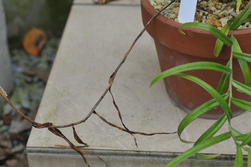 枯れたミヤマスカシユリの葉っぱ