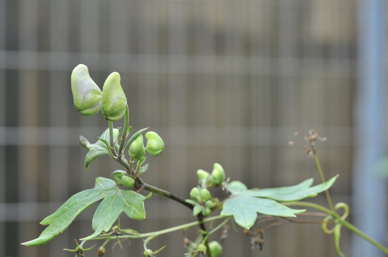 ダイセツトリカブトのつぼみです