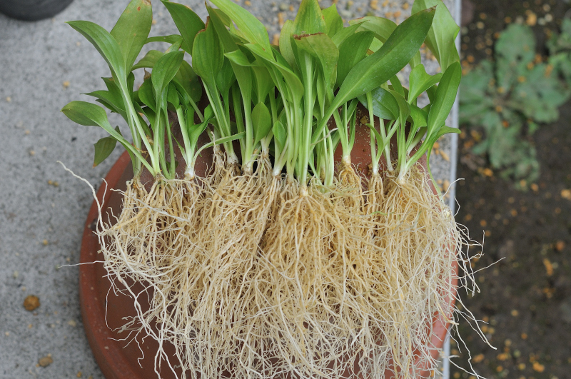 タチギボウシの苗を分けた所です