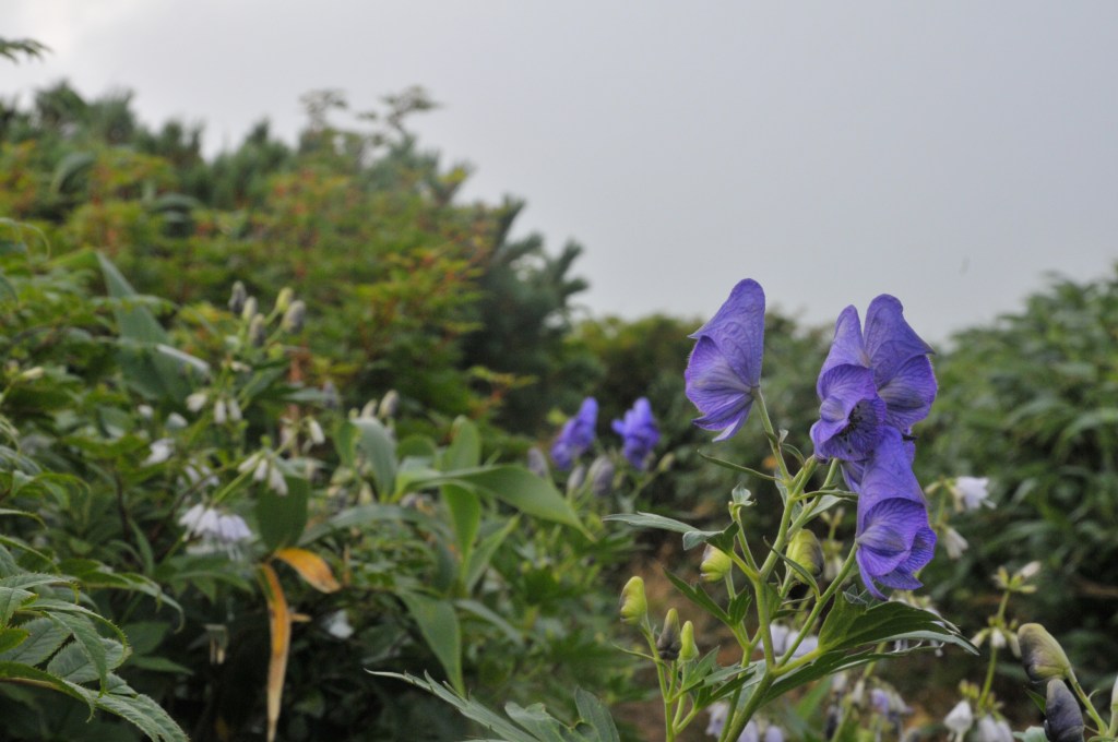 飯豊連峰の登山道で見られた高山植物たち