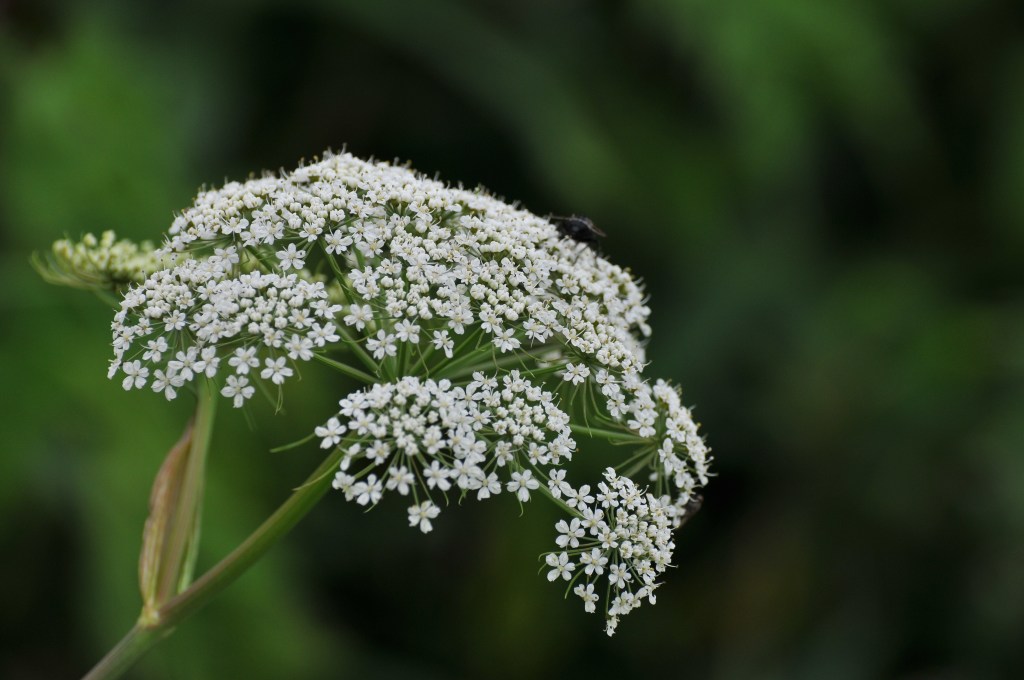 花のアップです