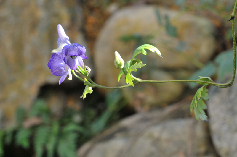 ハクサントリカブトの花です