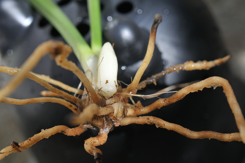 御蔵惠水の根です