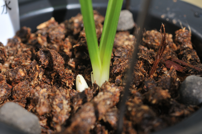 御蔵惠水の新芽です