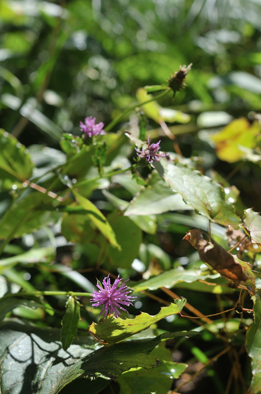 ノハラアザミです