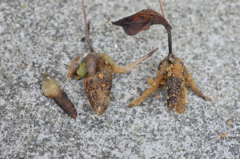 ヒナランの球根