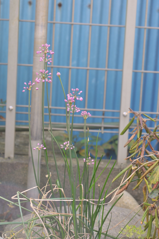 ヤマラッキョウの花です