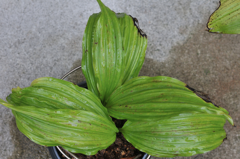 御蔵桜香の葉っぱです