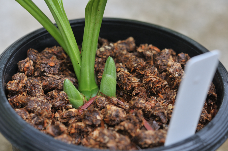 御蔵桜丸の新芽です
