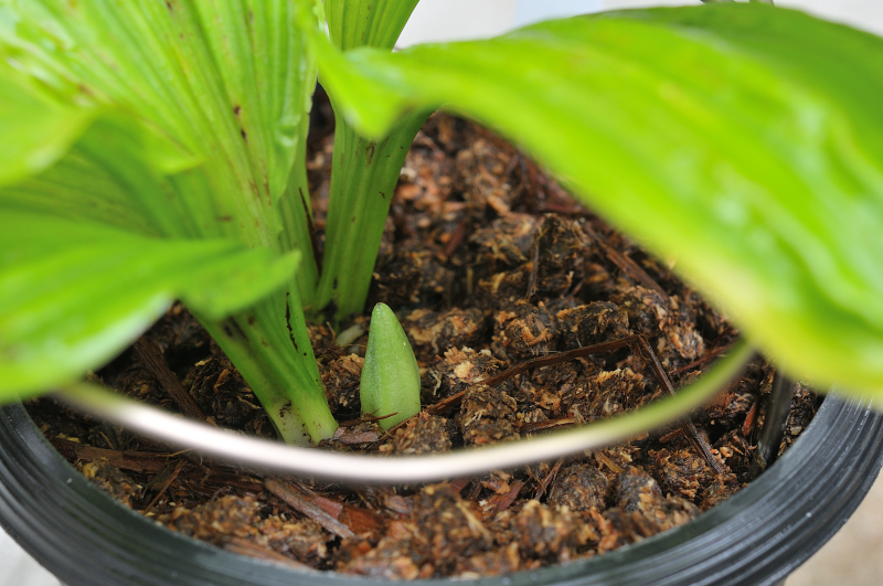 御蔵桜香の新芽です