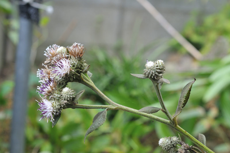 トガヒゴタイの花です