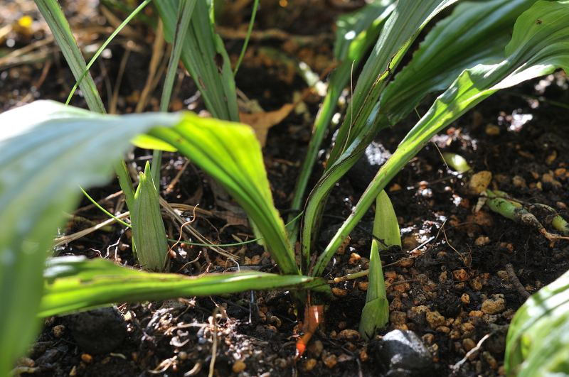 八丈島産エビネの新芽です