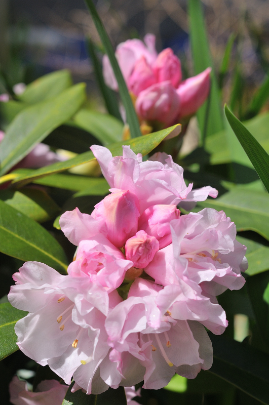 天城ボタンの花です