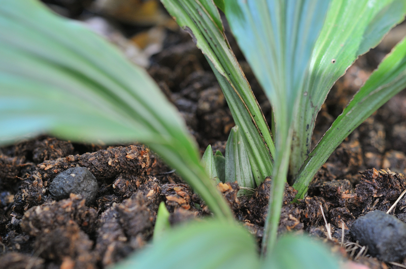 コオズエビネの新芽です