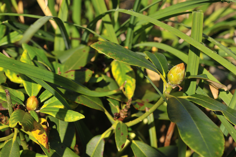 天城ボタンの花芽です