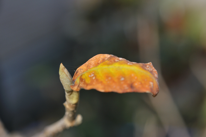 オオヤマレンゲの紅葉と新芽