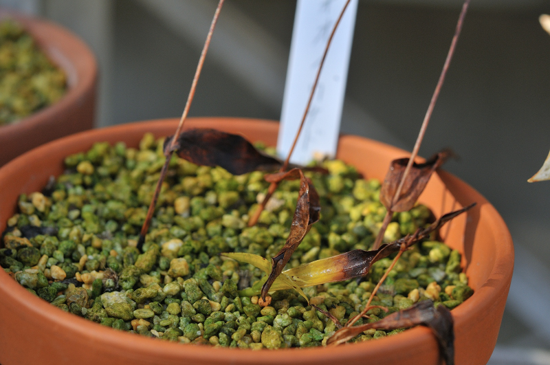 オオイワチドリの葉っぱです