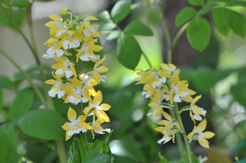 今年咲いたコオズエビネです
