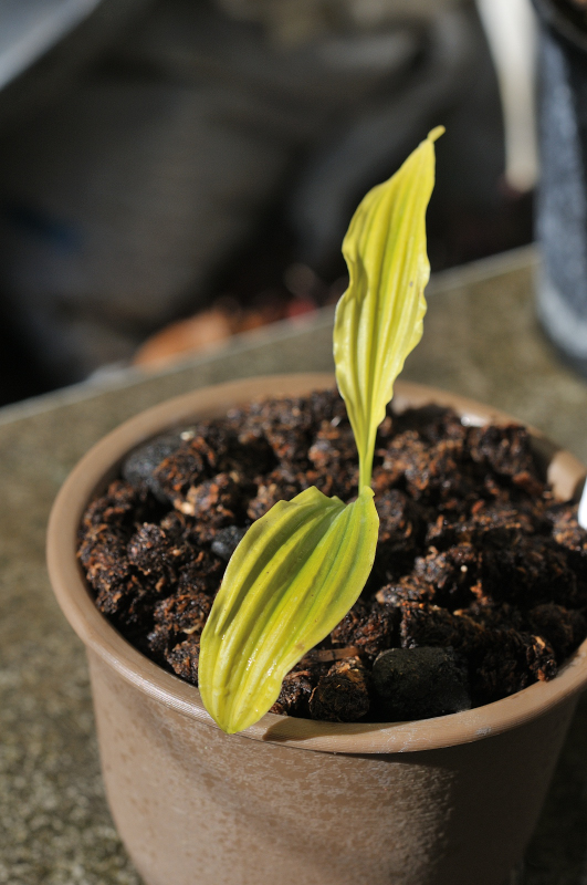 コオズエビネの葉っぱです