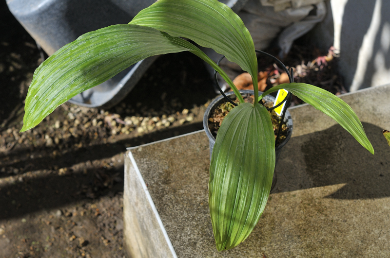コオズエビネ・朱鷺の葉っぱです