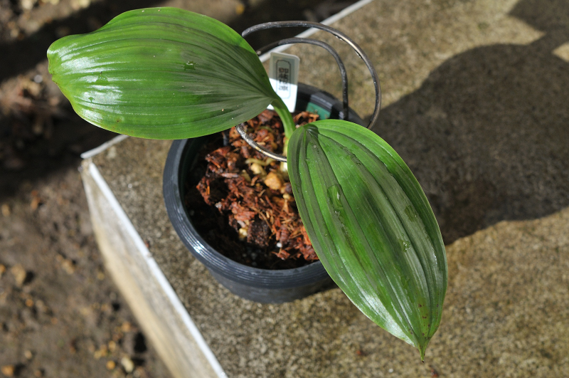 ニオイエビネ・御蔵桜凛の葉っぱです