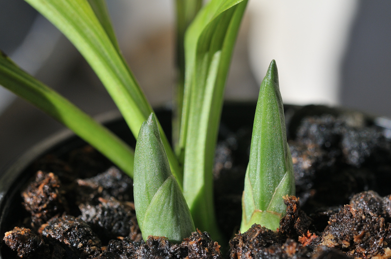 ニオイエビネ・御蔵桜丸の新芽です