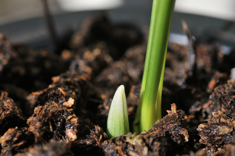 ニオイエビネ・御蔵惠水の新芽です