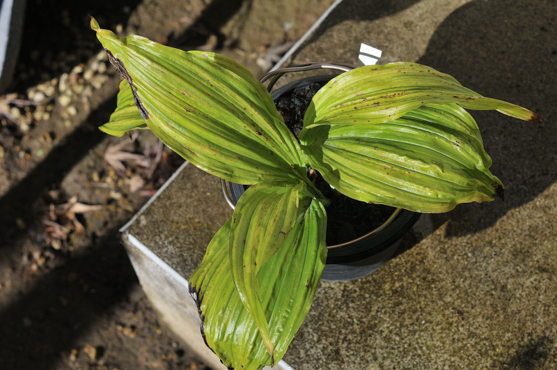 ニオイエビネ・御蔵桜香の葉っぱです