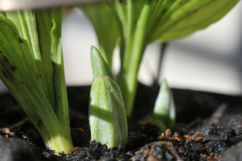 ニオイエビネ・御蔵桜香の新芽です