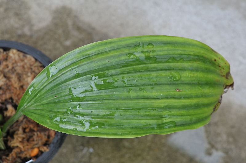 ニオイエビネの葉っぱです