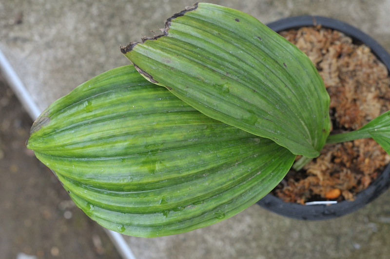 御蔵光明の葉っぱです