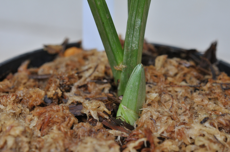 御蔵光明の新芽です