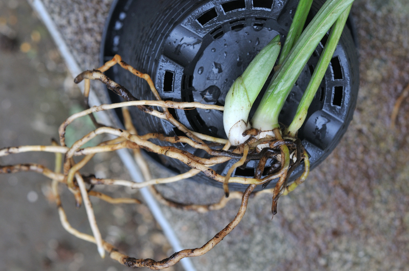御蔵光明の新芽と根です