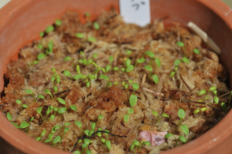 ミヤマハナシノブの発芽