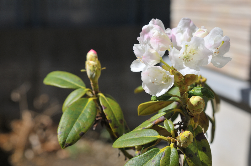 ニッコウキバナシャクナゲの花です