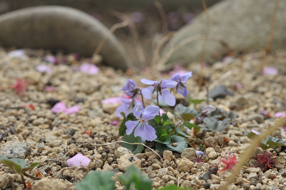 タチツボスミレの花です