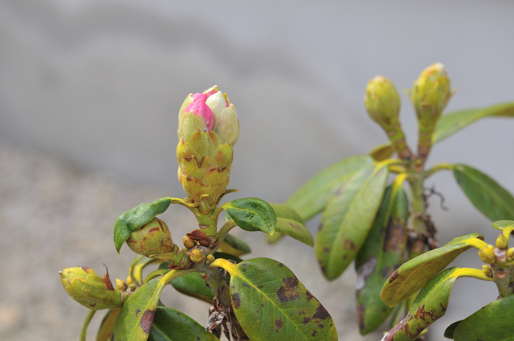 ニッコウキバナシャクナゲの花芽です
