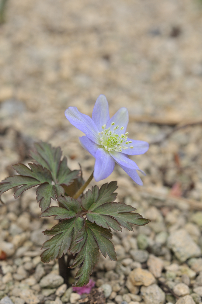キクザキイチゲの花です