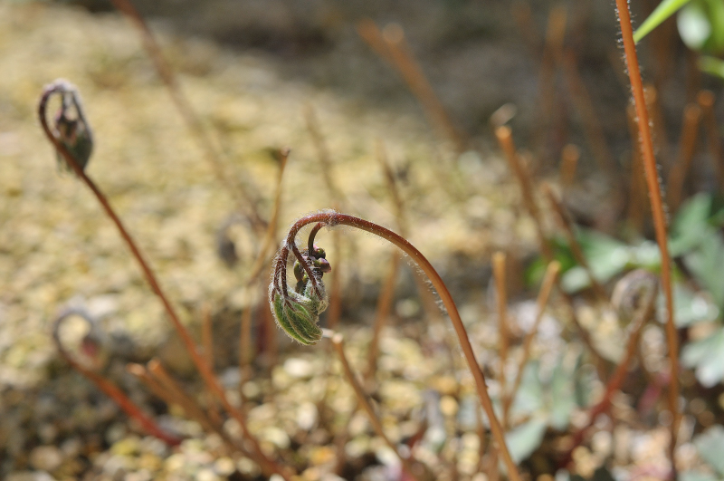 イカリソウの芽出し