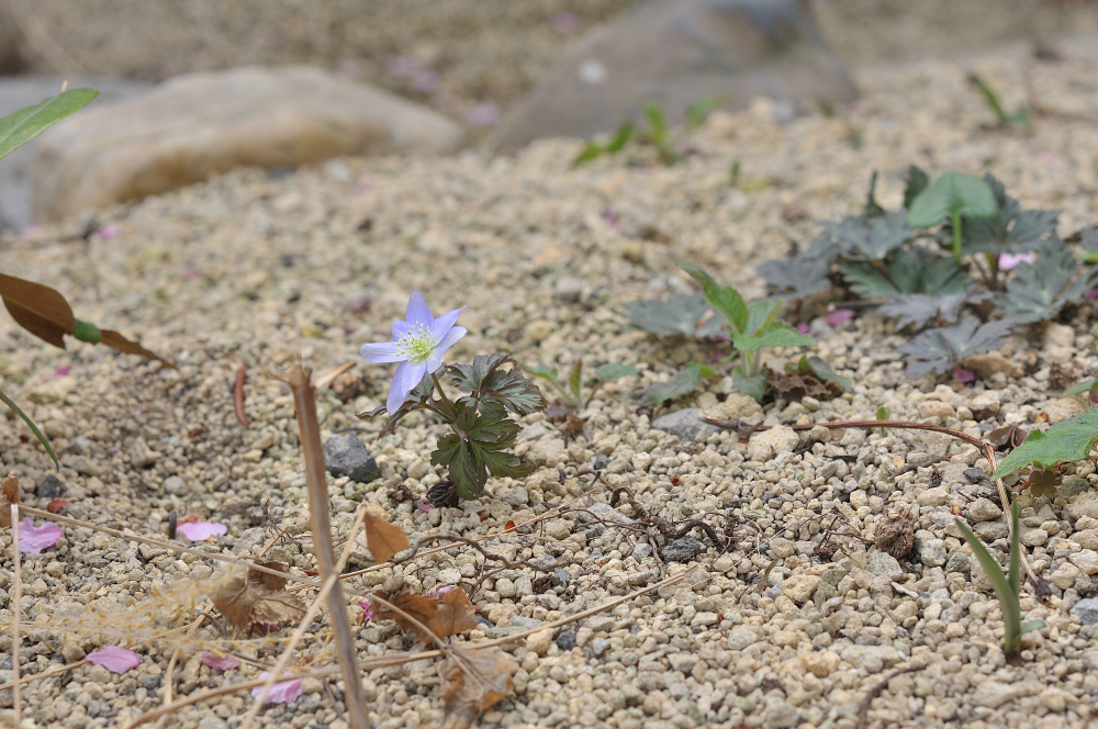 庭に生えるキクザキイチゲ